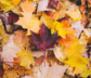logo Automne