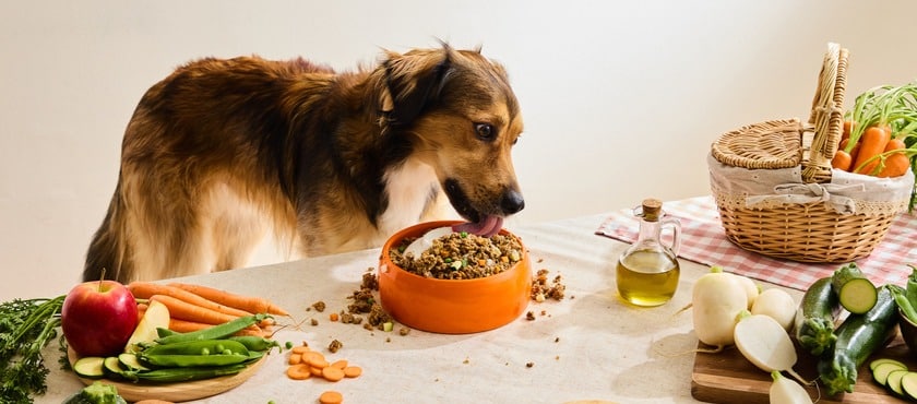 code promo Dogfy Diet